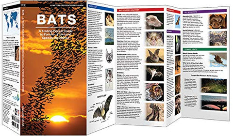 Bats - Folding Nature Field Guide