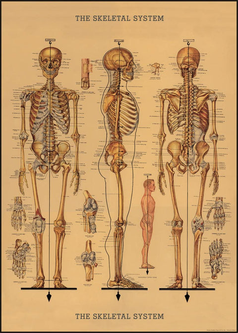 Skeleton Poster/Wrap Sheet by Cavallini Papers