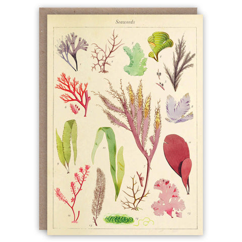 Seaweeds Greeting Card by The Pattern Book