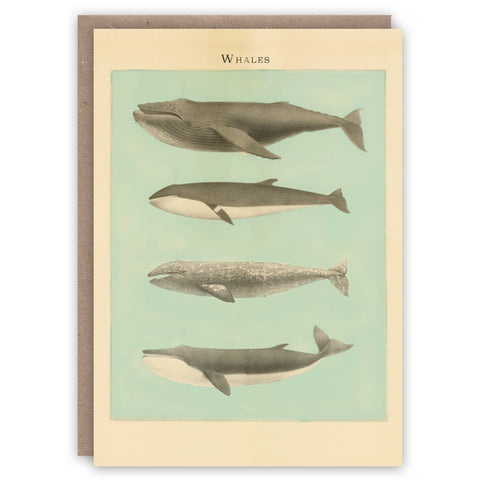 Whales greeting card by The Pattern Book