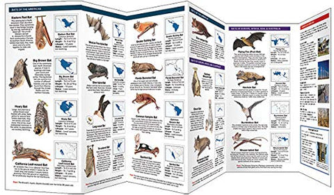Bats - Folding Nature Field Guide