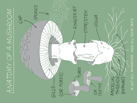 Pocket Nature: Mushroom Hunting - Forage for Fungi and Connect with the Earth