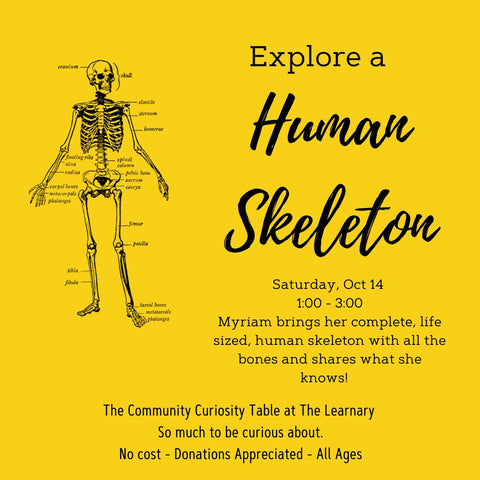 Explore a Life Sized Human Skeleton, Saturday Oct. 14 1:00 - 3:00