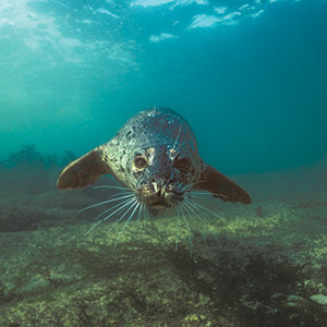 Explore the Salish Sea: A Nature Guide for Kids