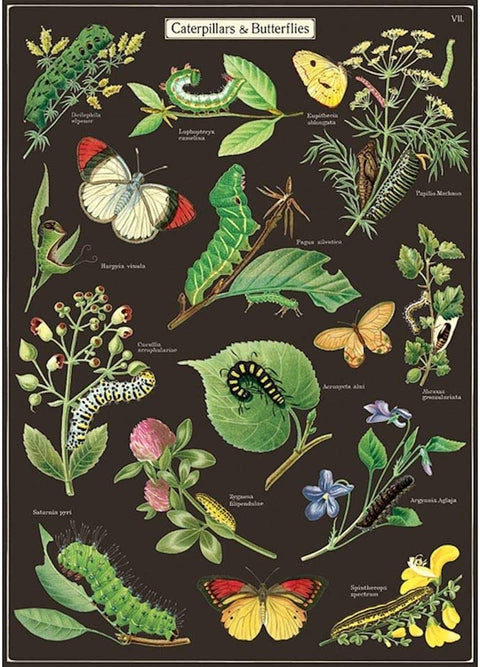 Caterpillars and Butterflies Poster/Wrap Sheet by Cavallini Papers