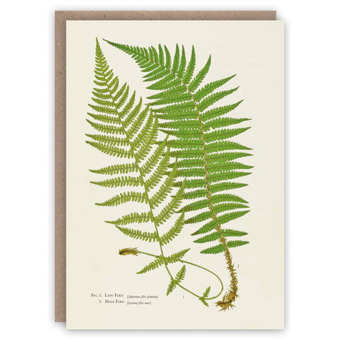 Ferns greeting card by The Pattern Book