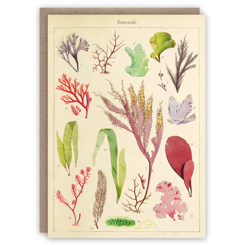 Seaweeds  Greeting Card by The Pattern Book