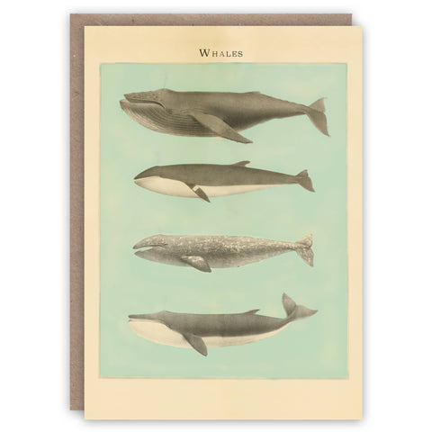 Whales Greeting Card by The Pattern Book
